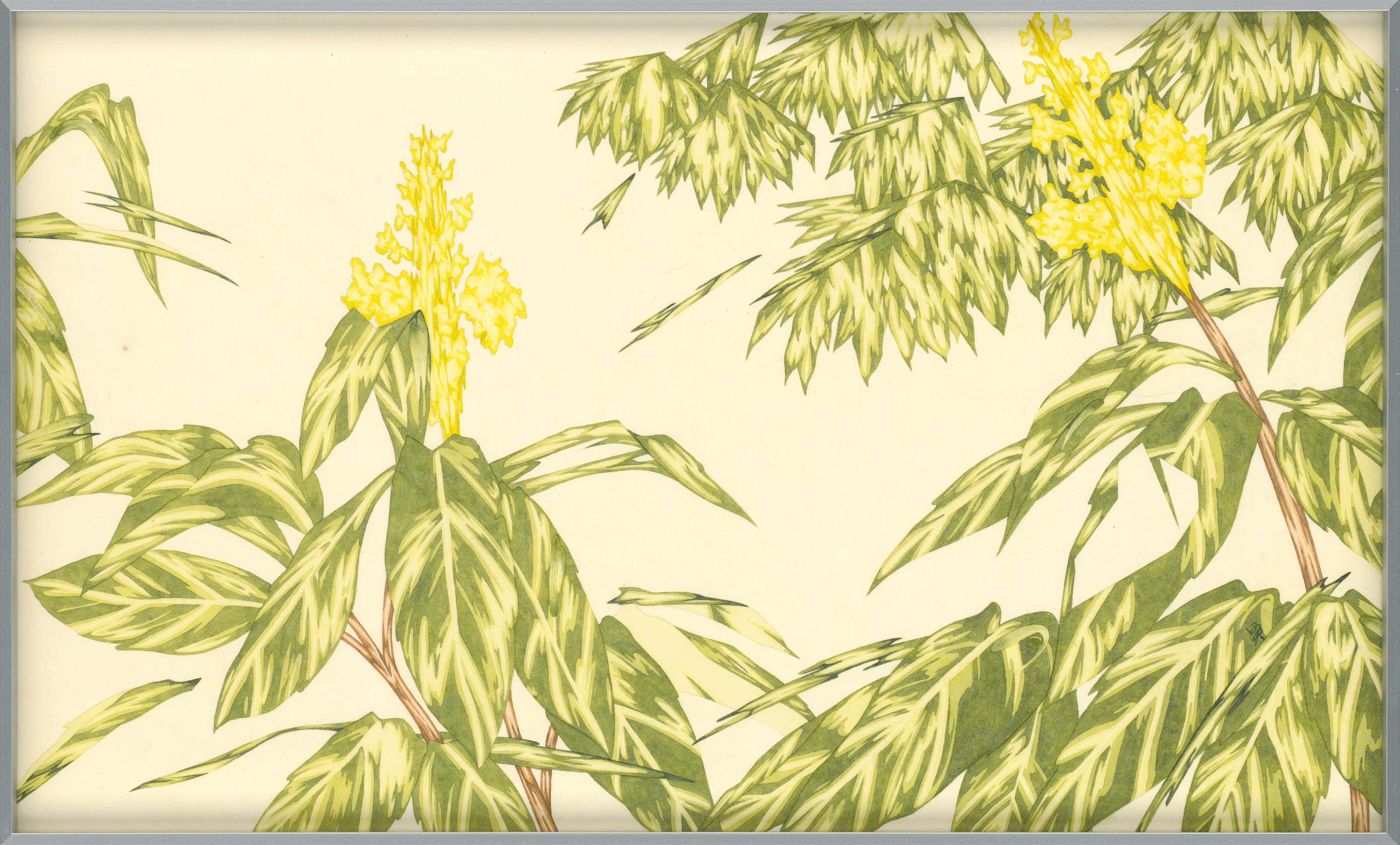 泡花樹03 Meliosma03
