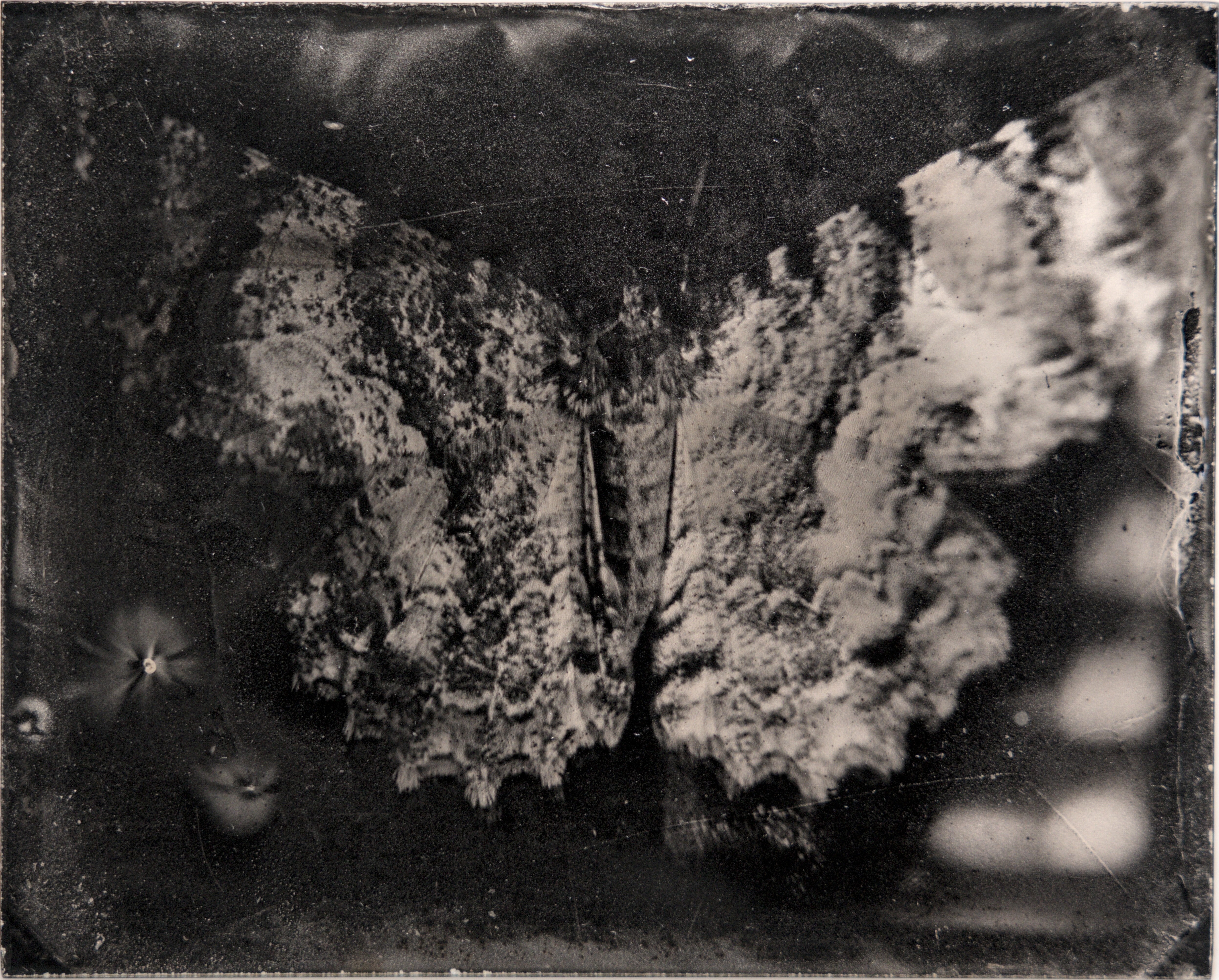 尺蛾 Geometer moths