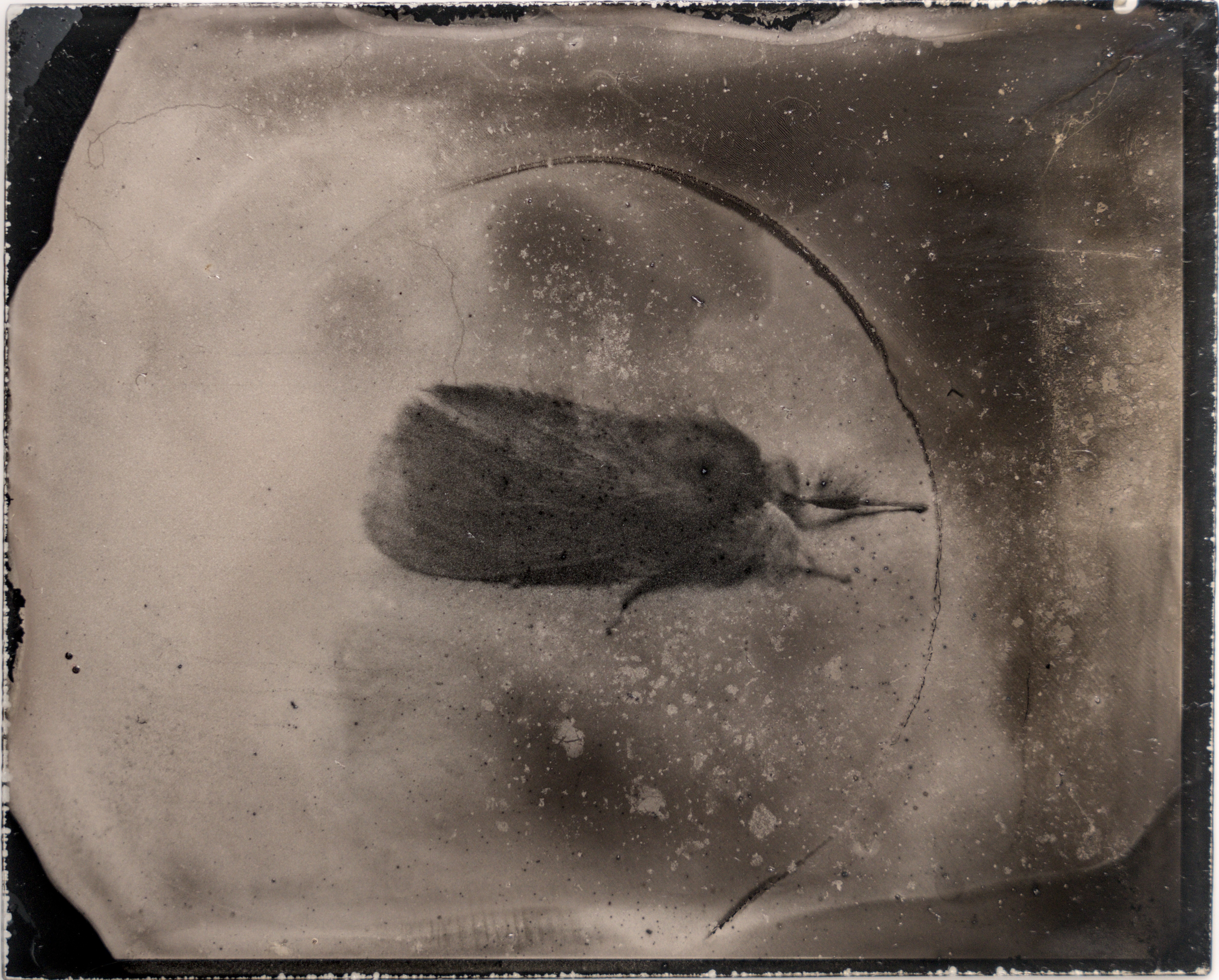 毒蛾 Tussock moth​​
