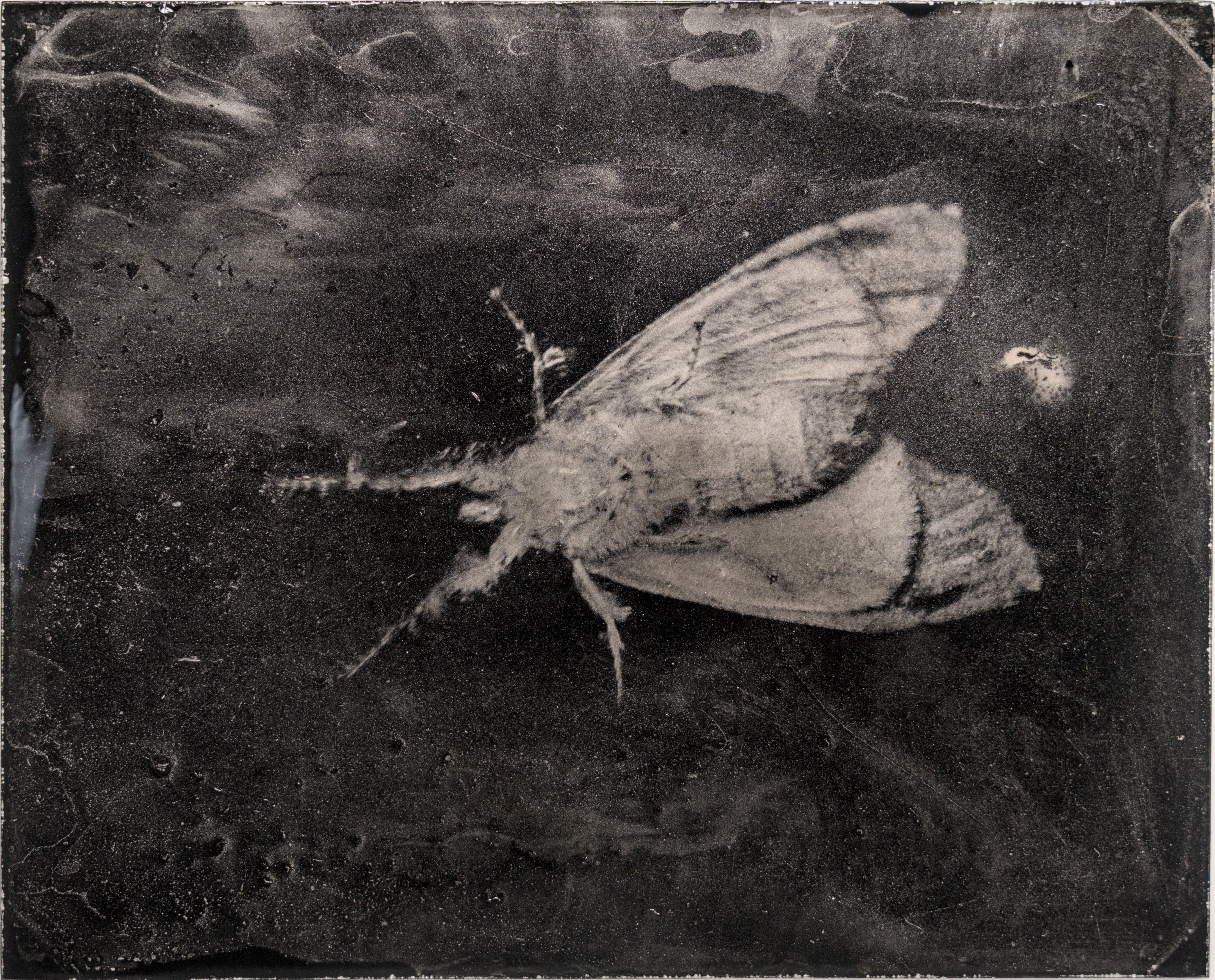 小白紋毒蛾 Orgyia postica 