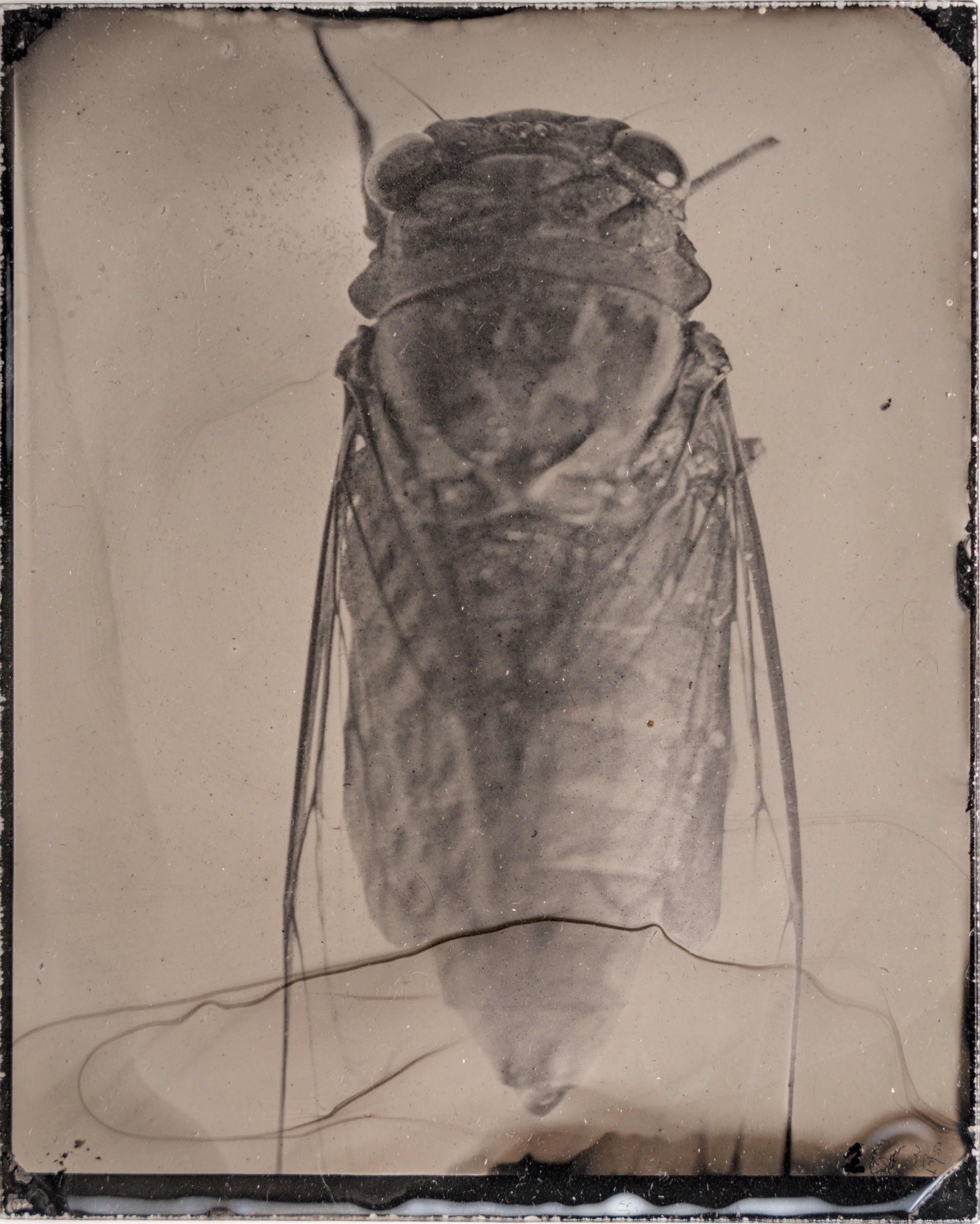 蟬 Cicada