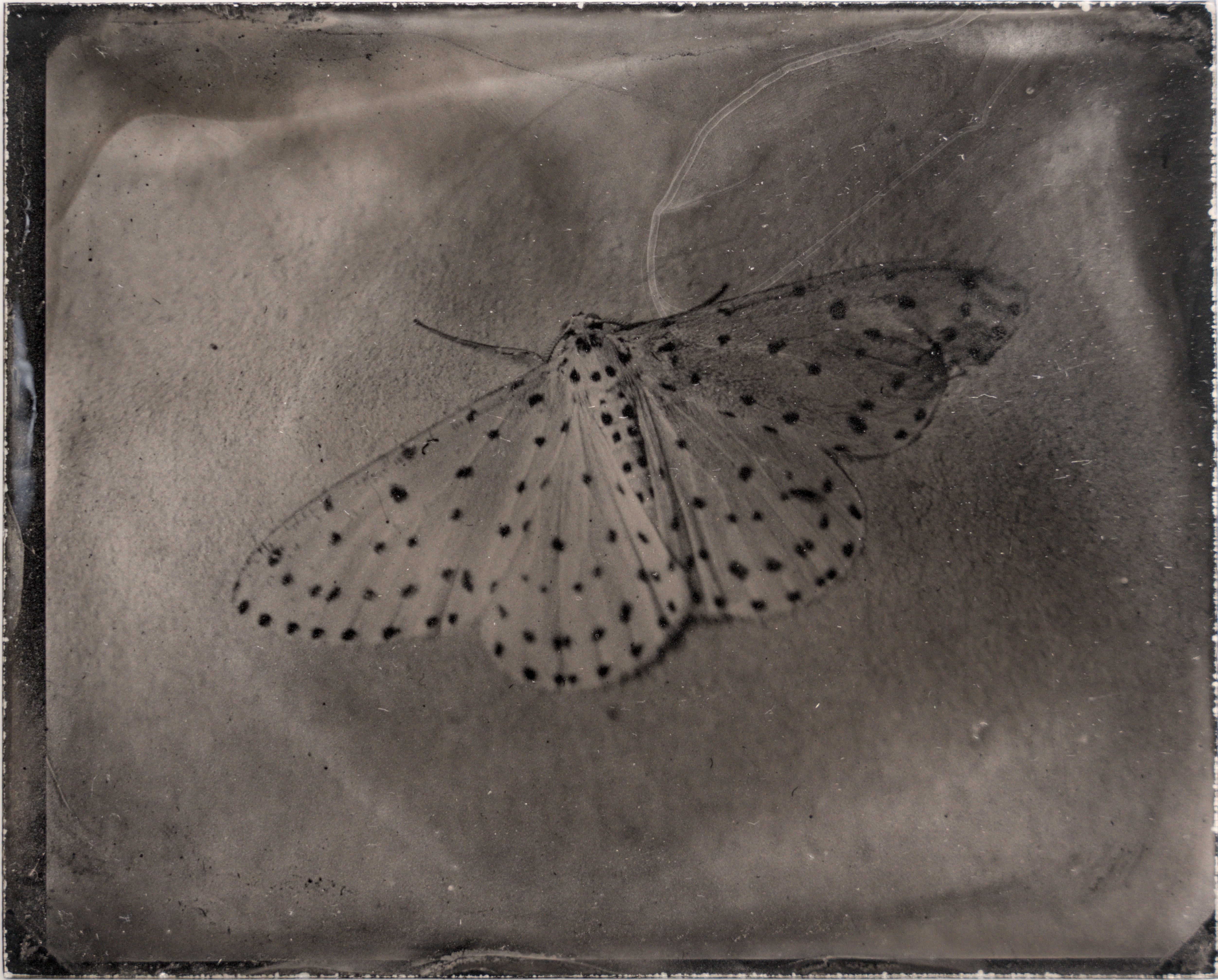 胡麻斑星尺蛾 Xenoplia trivialis