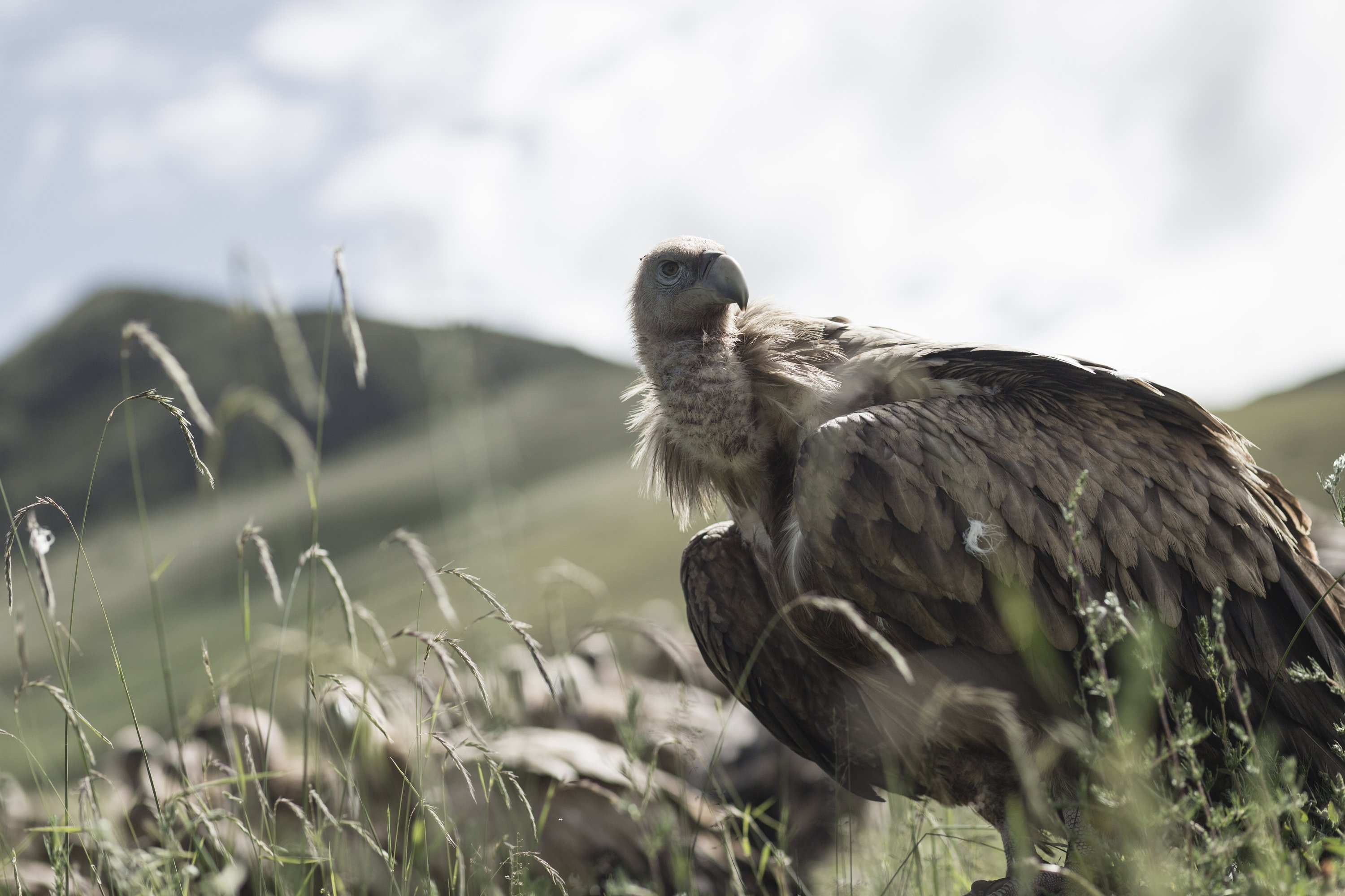 藏zàng 遇-02/2018