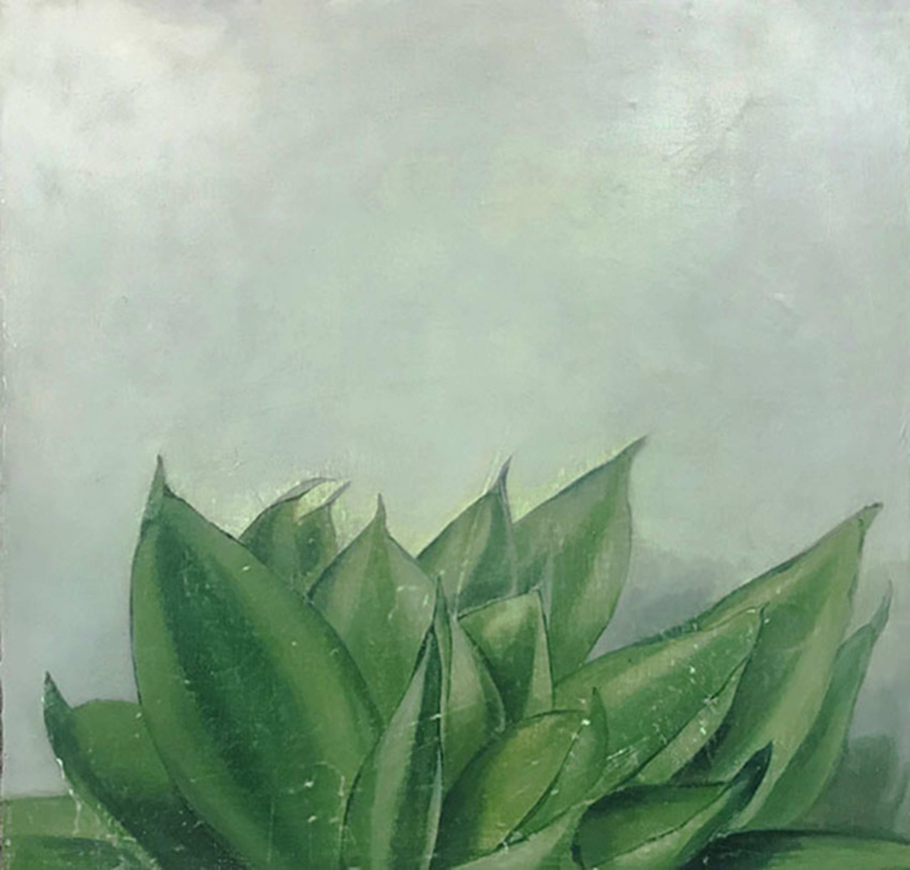 是虎尾蘭/2019