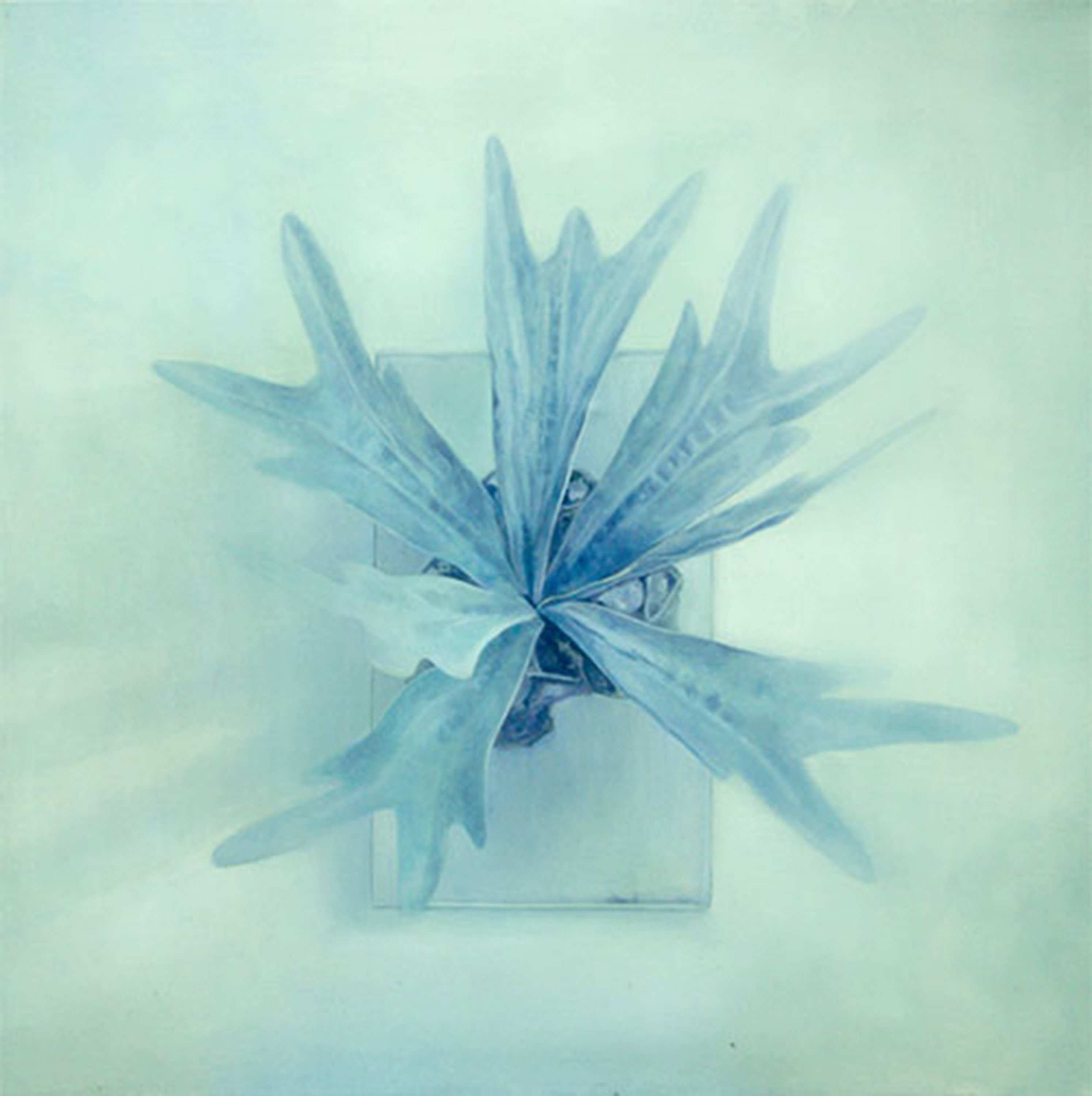 是鹿角蕨/2019