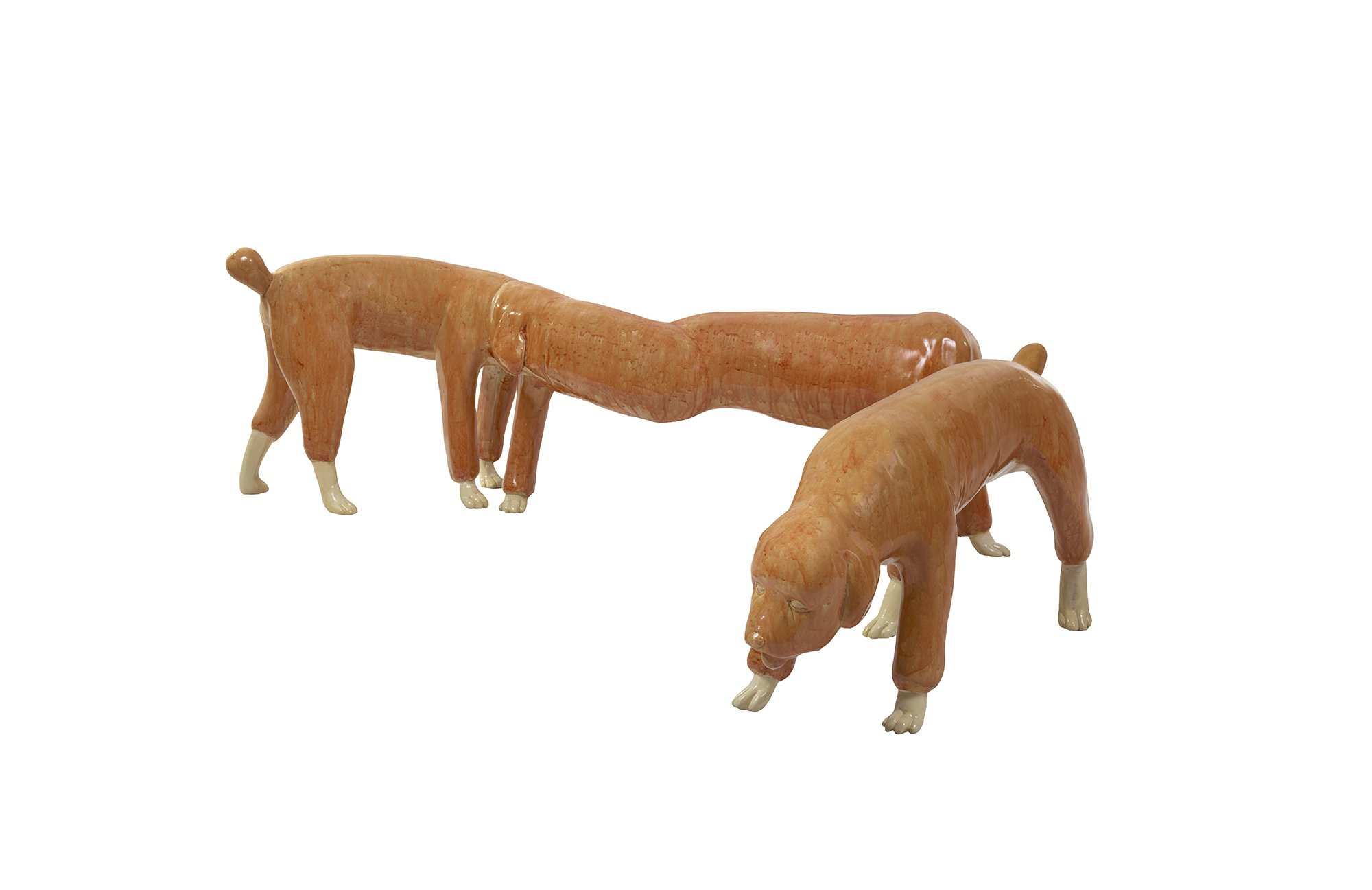日常貴賓犬/2016