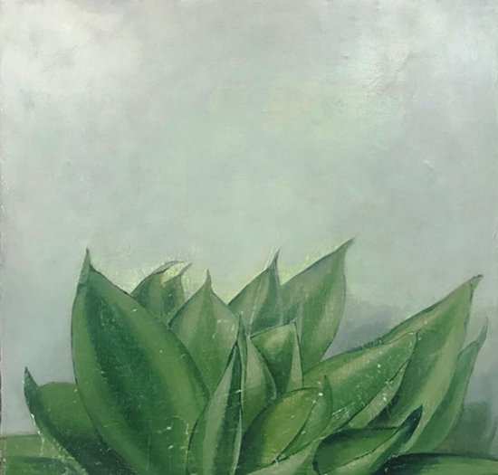 是虎尾蘭/2019